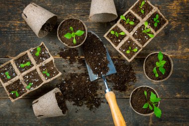 Biyolojik çözünebilir yosun kaplarında yetişen saksı çiçeği fideleri. Sıfır atık, geri dönüşüm, plastik içermeyen konsept. Tohum nakli üst görünüm.