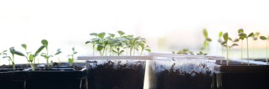 Yayılma tepsilerinde yetişen çiçek fideleri. Bahar bahçıvanlığı afişi. Zinnia, Aster ve Dahlia filizleniyor..
