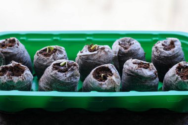 Göz kamaştırıcı turba tanelerinde yetişen çingene fideleri. Biyo-çözünebilir saksılar. Sıfır atık, geri dönüşüm, plastik içermeyen konsept.