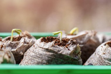 Göz kamaştırıcı turba tanelerinde yetişen çingene fideleri. Biyo-çözünebilir saksılar. Sıfır atık, geri dönüşüm, plastik içermeyen konsept.