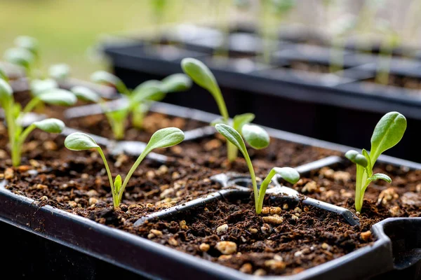 Genç Dahlia fideleri yayılma tepsisinde büyüyor. Bahar bahçıvanlığı.