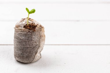 Zinnia seedling growing in a jiffy peat pellet. Biodegradable flower pots. Zinnia seedlings. Wooden background with copy space. Zero waste, recycling, plastic free gardening concept.
