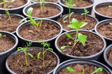 Recently transpanted young flower seedlings. Cutting flower seedlings gardening background. Close up view.