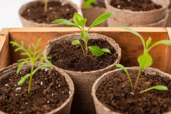 Potted Flower Seedlings Growing Biodegradable Peat Moss Pots White Wooden —  Fotos de Stock