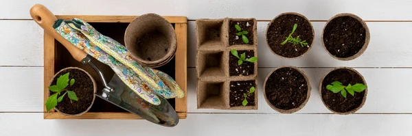 Mudas Flores Vasos Que Crescem Vasos Musgo Turfa Biodegradáveis Fundo — Fotografia de Stock