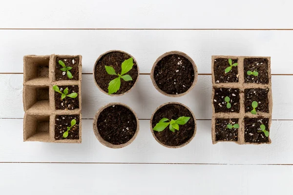 Potted flower seedlings growing in biodegradable peat moss pots. Top view on white wooden background. Zero waste, recycling, plastic free concept background.