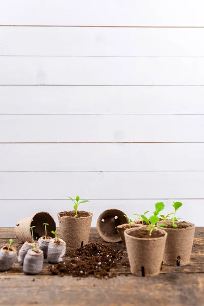 Potted Flower Seedlings Growing Biodegradable Peat Moss Pots Wooden Background — Fotografia de Stock