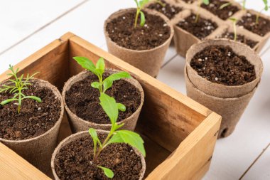 Çiçek tohumları, beyaz ahşap arka planda biyolojik olarak çözünebilir yosun kaplarında yetişiyor. Sıfır atık, geri dönüşüm, plastik serbest bahçe konsepti.