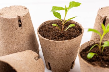 Çiçek tohumları, beyaz ahşap arka planda biyolojik olarak çözünebilir yosun kaplarında yetişiyor. Sıfır atık, geri dönüşüm, plastik serbest bahçe konsepti.
