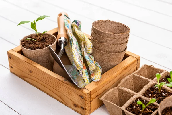 Potted Flower Seedlings Growing Biodegradable Peat Moss Pots White Wooden — Stock Photo, Image