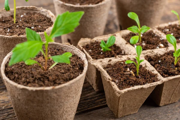 在木制背景的可生物降解泥炭苔藓盆中生长的盆栽花卉 零废物 回收利用 无塑园艺概念背景 — 图库照片