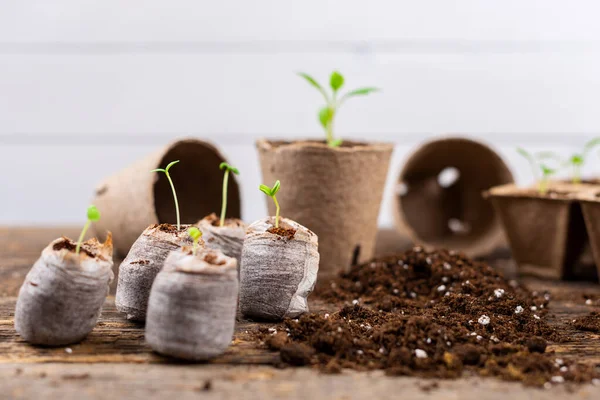Potted Flower Seedlings Growing Biodegradable Peat Moss Pots Wooden Background — Fotografia de Stock