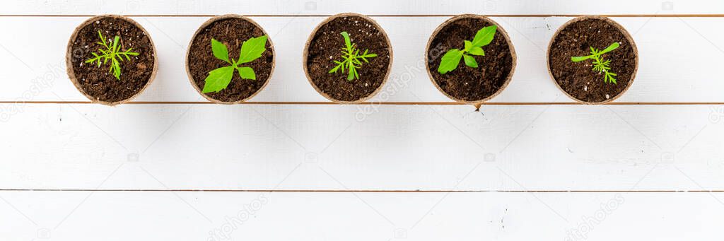 Recently transpanted young dahlia and cosmos flower seedlings. Cutting flower seedlings gardening background. Top view on white wooden background.