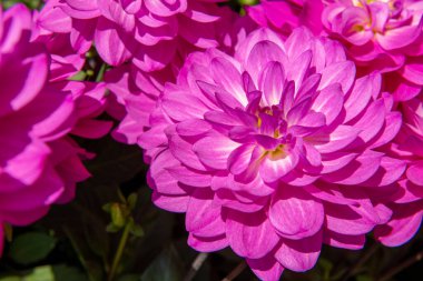 Güzel, canlı, pembe bir yıldız çiçeğinin başını kapat..