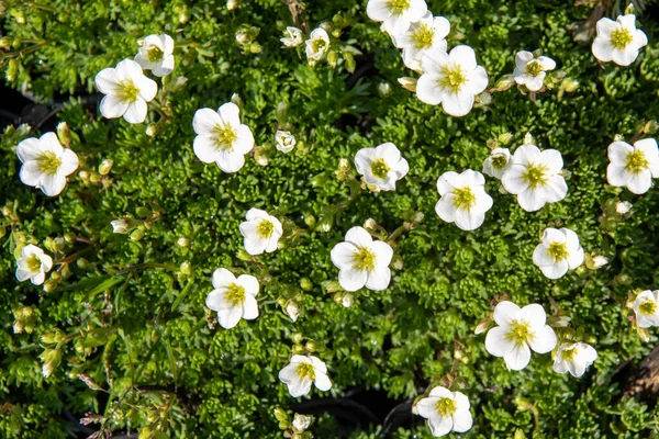 Draufsicht Nahaufnahme Einer Weißen Steinbrech Pflanze Steinpflanze Mit Entzückenden Kleinen — Stockfoto