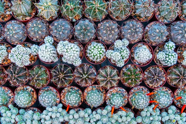 Top View Various Cactus House Plants Selection Cactus Plants Background — Stock Fotó