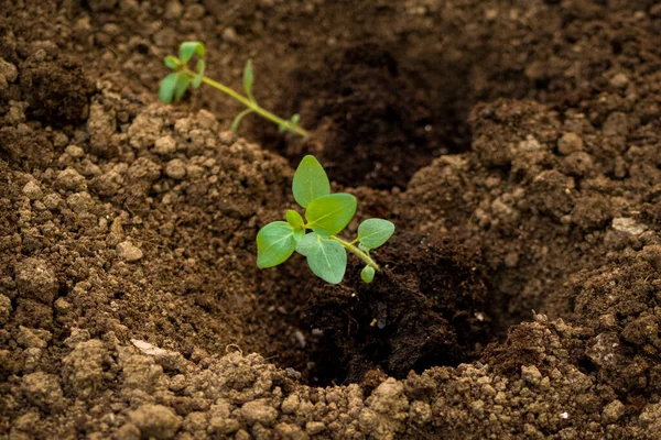 Klip Blomsterhave Havearbejde Hobby Plantning Snapdragon Frøplanter Landskabspleje Baghave Med - Stock-foto