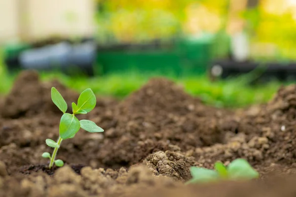 Snijbloementuin Tuinieren Hobby Het Starten Van Een Bloembed Met Snapdragon — Stockfoto