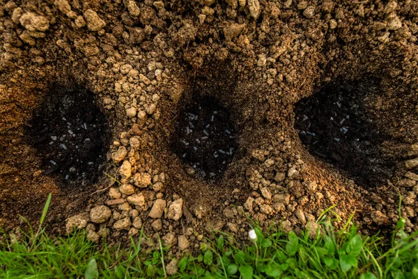 Екологічно Чисте Садівництво Грунт Готують Посадки Підгодовують Пресованими Курячими Гранулами — стокове фото