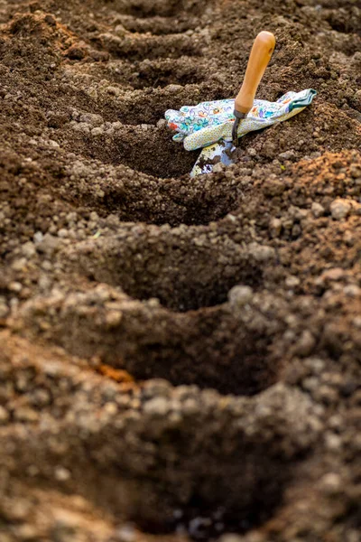 Gardening Soil Preparation Planting Garden Digging Holes Adding Chicken Manure — Stock Photo, Image