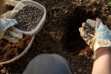 Eco friendly gardening. Woman preparing soil for planting, fertilizing with compressed chicken manure pellets. Organic soil fertiliser. Over the shoulder view.