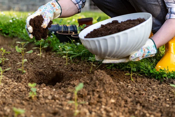 Ekologiczne Ogrodnictwo Kobieta Poprawiająca Glebę Ogrodzie Sadzenia Nawożenia Kompostem Poprawka — Zdjęcie stockowe