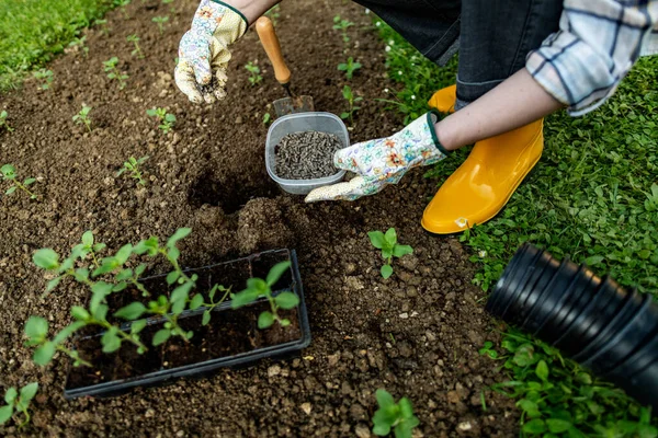 Eco friendly gardening. Woman preparing soil for planting, fertilizing with compressed chicken manure pellets. Organic soil fertiliser.