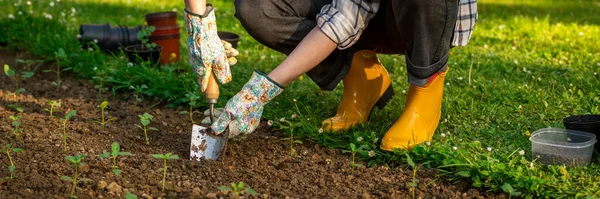 Jardineiro Feminino Plantando Flores Seu Canteiro Flores Banner Jardinagem Escavar — Fotografia de Stock