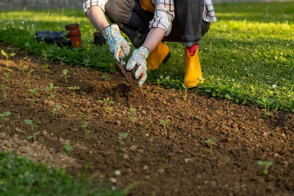 Female Gardener Planting Flowers Her Flowerbed Gardening Concept Soil Digging — kuvapankkivalokuva