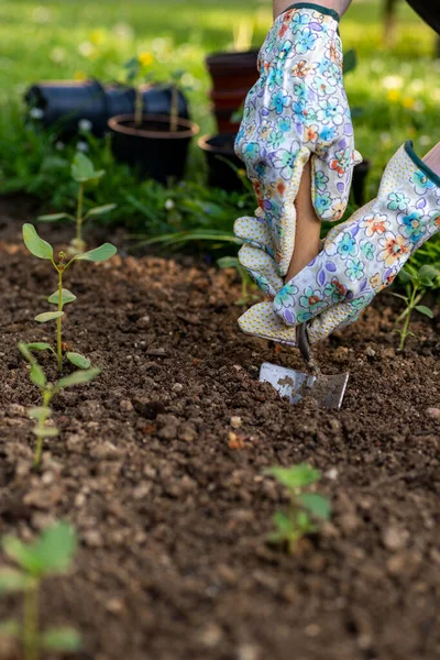 Female Gardener Planting Flowers Her Flowerbed Gardening Concept Garden Landscaping — kuvapankkivalokuva