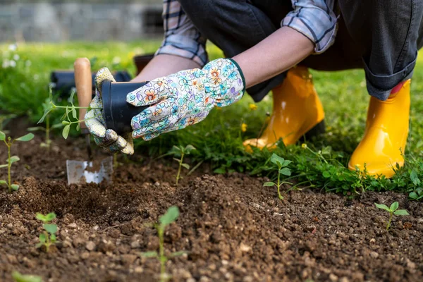 Female Gardener Planting Flowers Her Flowerbed Gardening Concept Garden Landscaping — kuvapankkivalokuva