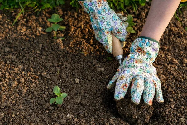 Jardineiro Feminino Plantando Flores Seu Canteiro Flores Conceito Jardinagem Jardim — Fotografia de Stock