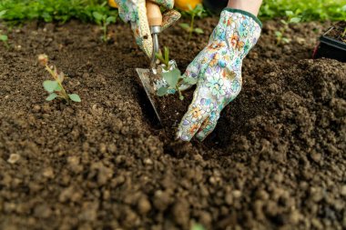Çiçek tarlasına çiçek eken kadın bahçıvan. Bahçe işleri konsepti. Bahçe düzenleme küçük işletme sahibi. Aslanağzı fideleri dikiyorum..