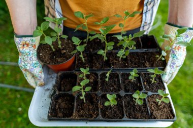 Bahçesinde dikilen tanınmamış bir kadın elinde bir sürü aslanağzı tohumu tutuyor. Kesik çiçek bahçesine başlıyorum. Hobi olarak bahçıvanlık..