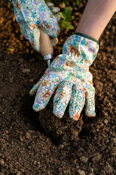 Jardineiro Plantando Flores Seu Canteiro Flores Conceito Jardinagem Escavar Solo — Fotografia de Stock