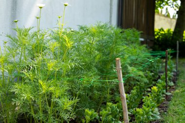 Ağları kes. Bitki destek ağı. Kozmos bitkilerini desteklemek için plastik bahçe ağı kullanıyor. Çiçek tarhı.