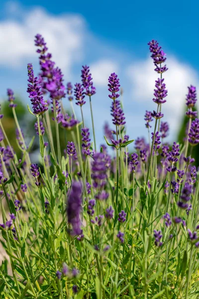 Lavender Full Bloom Its Beautiful Purple Color Flowers Blue Skies — Stock Photo, Image
