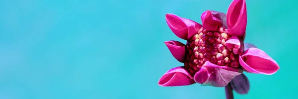 Atemberaubende Dunkelrosa Dahlienknospen Beginnen Sich Öffnen Florales Web Banner Mit — Stockfoto