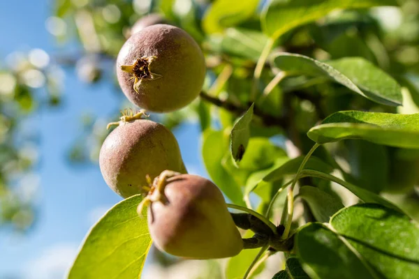 Birnbaum Aus Nächster Nähe Unreife Junge Birnenfrüchte Vor Blauem Himmel — Stockfoto