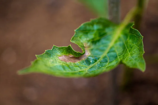 Dahlia leaf burned due to hot temperatures. Sun damage. Plant leaf browning.