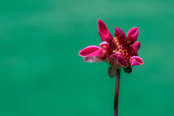 Impressionante Rosa Escuro Dália Botão Começando Abrir Fundo Floral Com — Fotografia de Stock