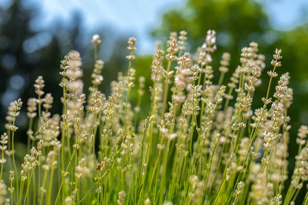 Λεβάντα Πλήρη Άνθιση Όμορφα Λευκά Άνθη Της Λευκό Φόντο Φυτών — Φωτογραφία Αρχείου