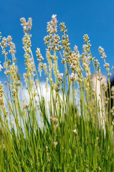 薰衣草盛开 美丽的白色花朵映衬着蓝天 白薰衣草植物背景 — 图库照片