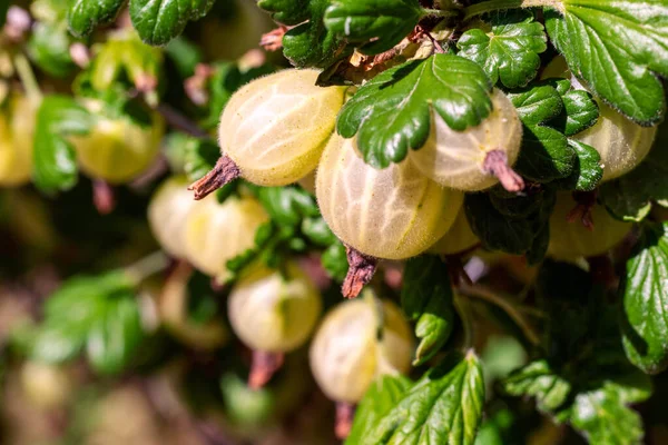 Reife Gelbe Stachelbeeren Stachelbeerfruchtpflanze Aus Nächster Nähe — Stockfoto