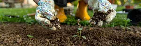 Vrouwelijke Tuinman Die Bloemen Plant Haar Bloembed Tuinieren Spandoek Tuin — Stockfoto