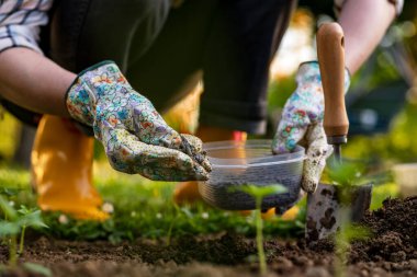 Eco friendly gardening. Woman preparing soil for planting, fertilizing with compressed chicken manure pellets. Organic soil fertiliser.