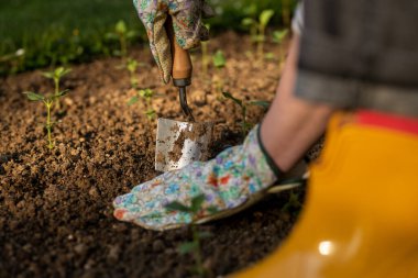 Çiçek tarlasına çiçek eken kadın bahçıvan. Bahçe işleri konsepti. Toprak kazma. Aslanağzı fideleri dikiyorum..