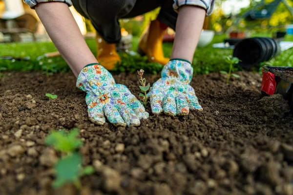 Jardineiro Feminino Plantando Flores Seu Canteiro Flores Conceito Jardinagem Jardim — Fotografia de Stock
