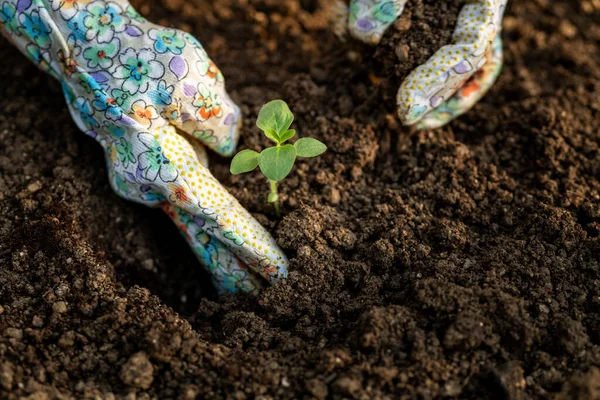 Gardener Planting Flowers Her Flowerbed Gardening Concept Garden Landscaping Small — Stok fotoğraf