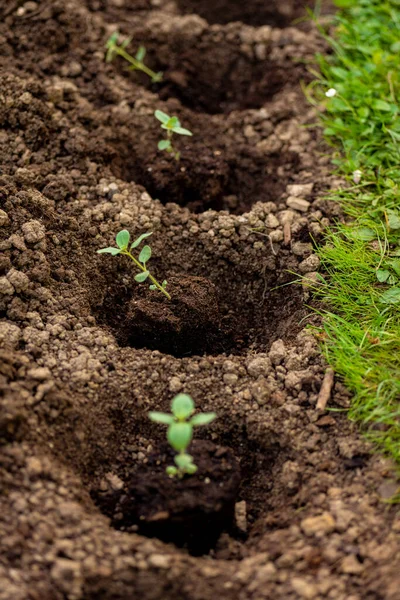 Kebun Bunga Potong Hobi Berkebun Tanaman Snapdragon Bibit Mendarat Halaman — Stok Foto